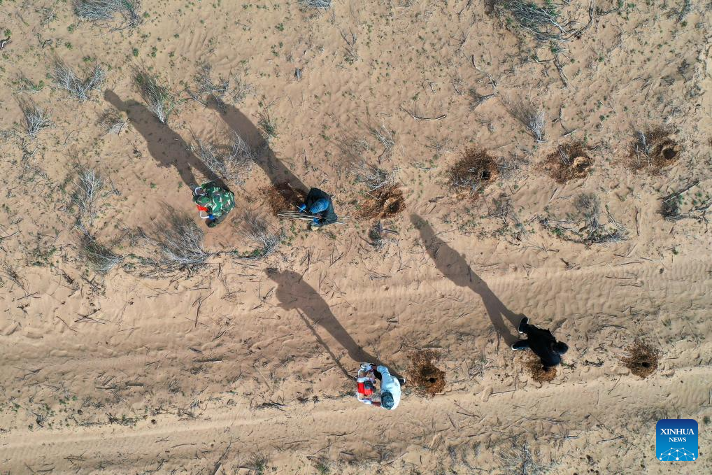 China's Hangjin Banner vows to continue desert greening efforts