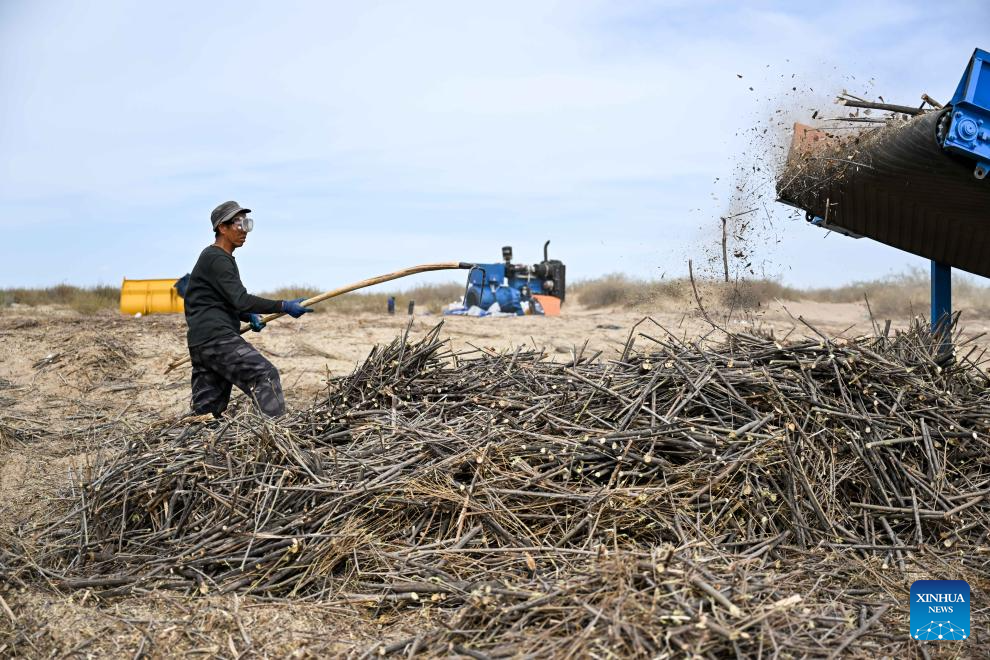 China's Hangjin Banner vows to continue desert greening efforts
