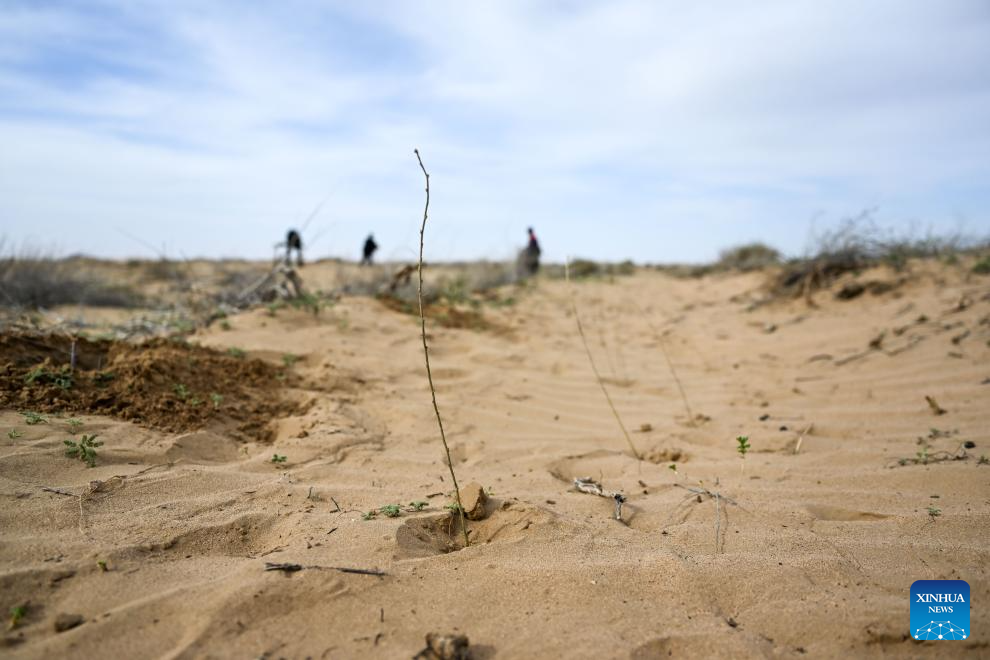 China's Hangjin Banner vows to continue desert greening efforts
