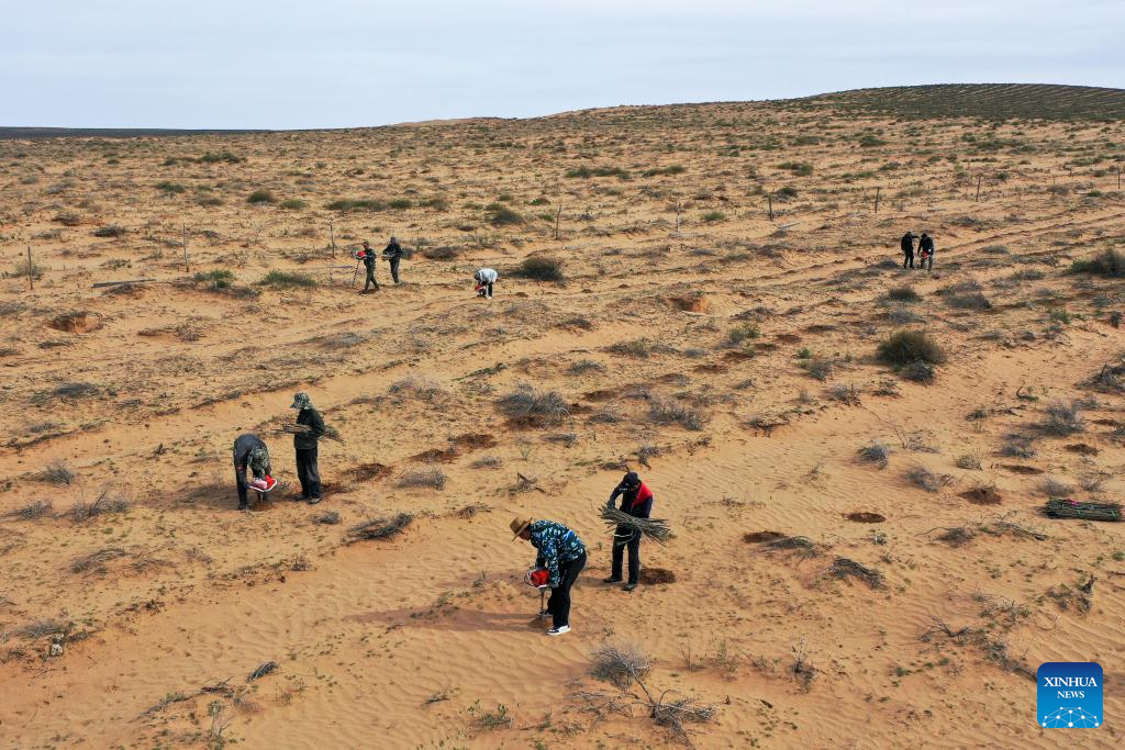 China's Hangjin Banner vows to continue desert greening efforts