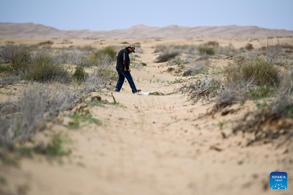 China's Hangjin Banner vows to continue desert greening efforts