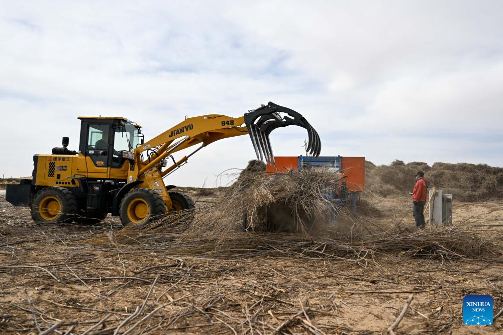 China's Hangjin Banner vows to continue desert greening efforts