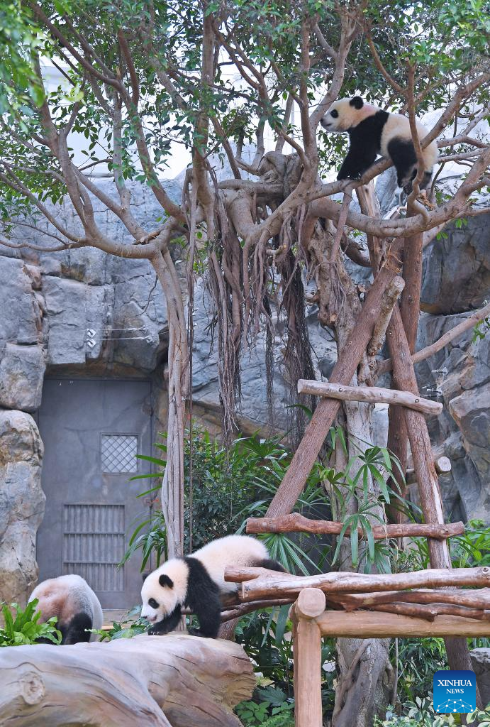 First locally-born giant panda cubs in HK get names