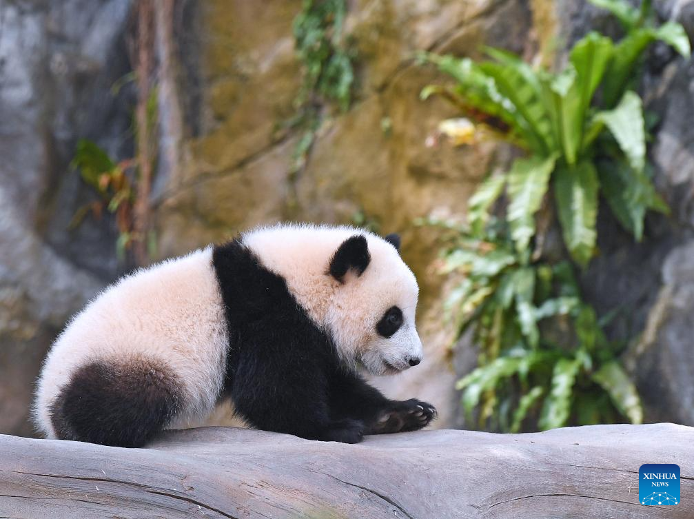 First locally-born giant panda cubs in HK get names