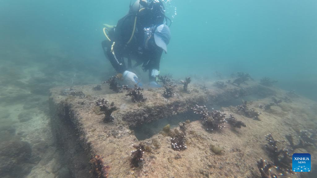 China's coral spawning breakthrough offers fresh hope for threatened reefs
