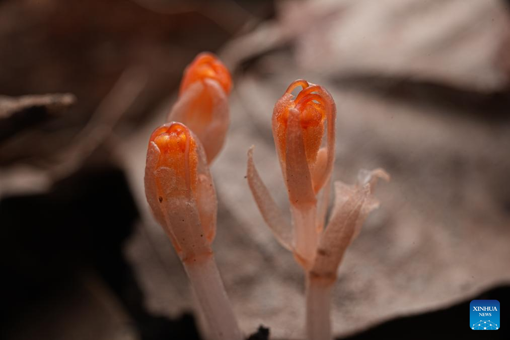 Rainforest park in China's Hainan becomes biodiversity hotspot for macro photographing