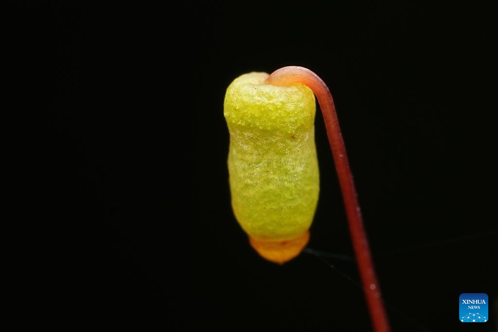 Rainforest park in China's Hainan becomes biodiversity hotspot for macro photographing