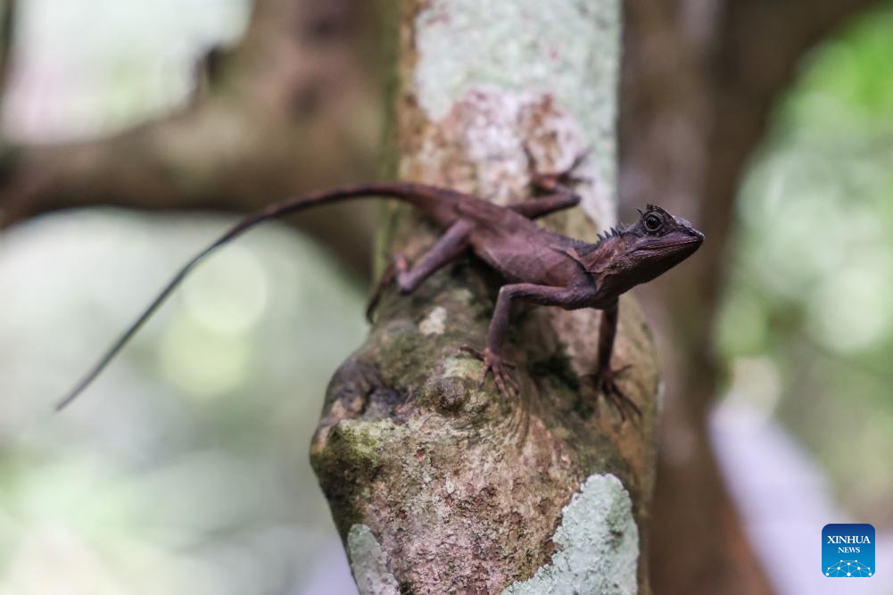 Rainforest park in China's Hainan becomes biodiversity hotspot for macro photographing