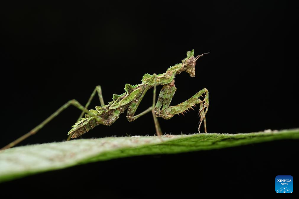 Rainforest park in China's Hainan becomes biodiversity hotspot for macro photographing