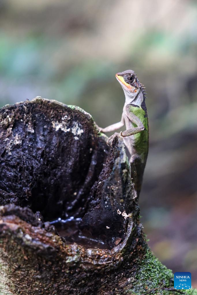 Rainforest park in China's Hainan becomes biodiversity hotspot for macro photographing