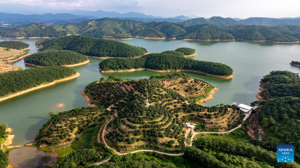 Staff members use drones to transport lychees in Maoming City, China's Guangdong