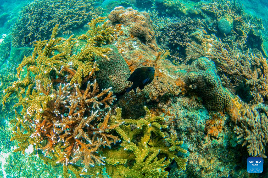 A glimpse of marine ranch in waters off Wuzhizhou Island in Sanya, China's Hainan
