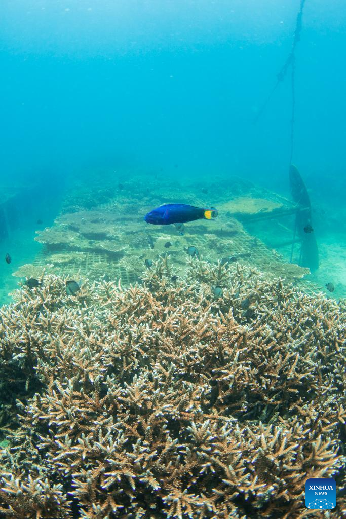A glimpse of marine ranch in waters off Wuzhizhou Island in Sanya, China's Hainan