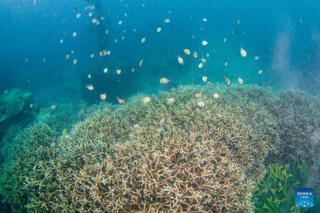 A glimpse of marine ranch in waters off Wuzhizhou Island in Sanya, China's Hainan