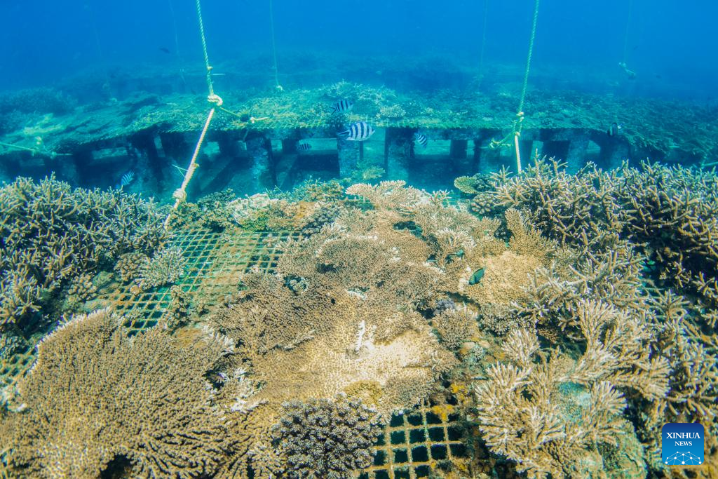 A glimpse of marine ranch in waters off Wuzhizhou Island in Sanya, China's Hainan