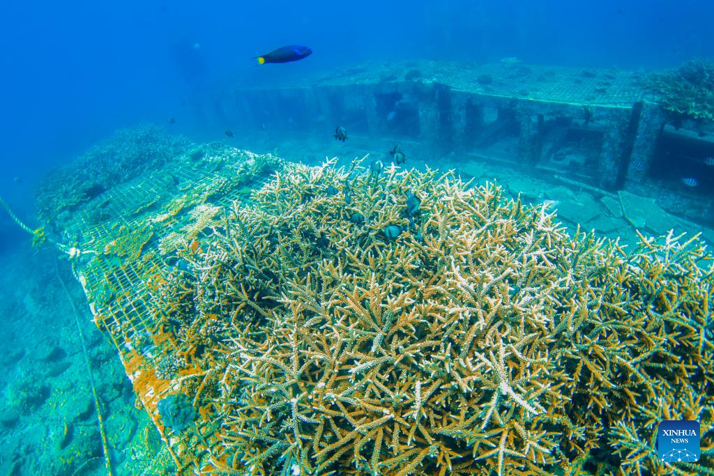 A glimpse of marine ranch in waters off Wuzhizhou Island in Sanya, China's Hainan