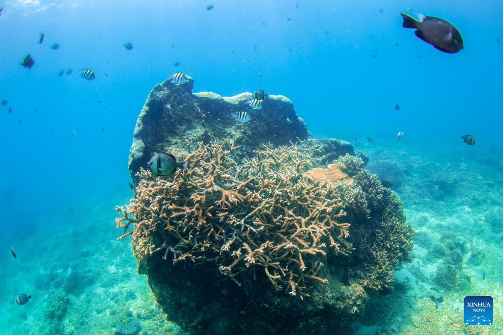 A glimpse of marine ranch in waters off Wuzhizhou Island in Sanya, China's Hainan