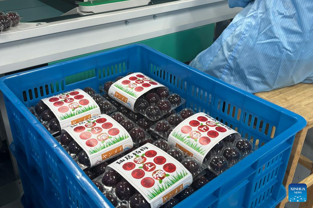 Across China: China's delicate waxberries go global with smart logistics support