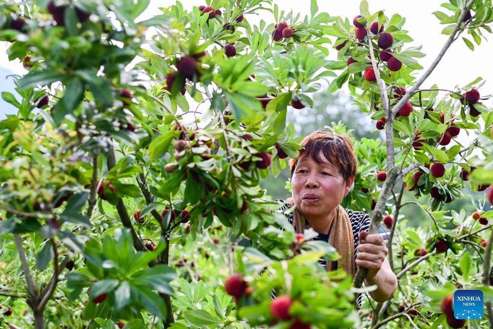 China's Zhejiang exports fresh Dongkui waxberries to Germany