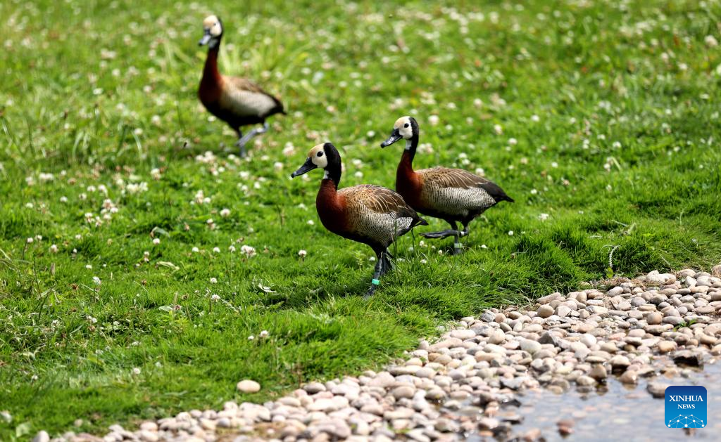 LensToLens: Wetlands guard bird species from plateau to urban landscape