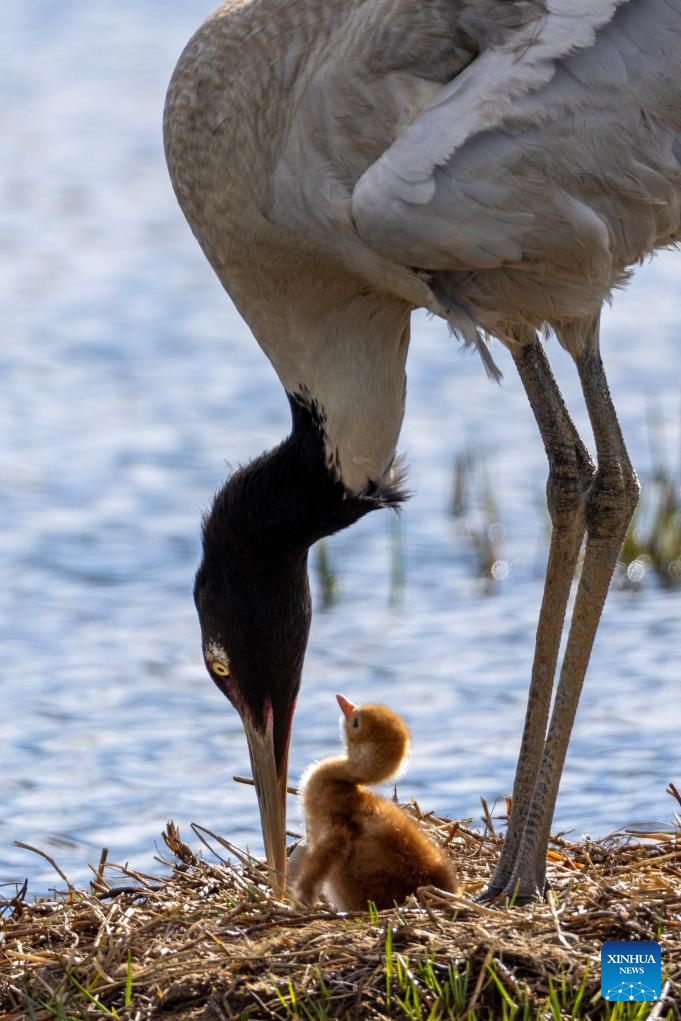 LensToLens: Wetlands guard bird species from plateau to urban landscape