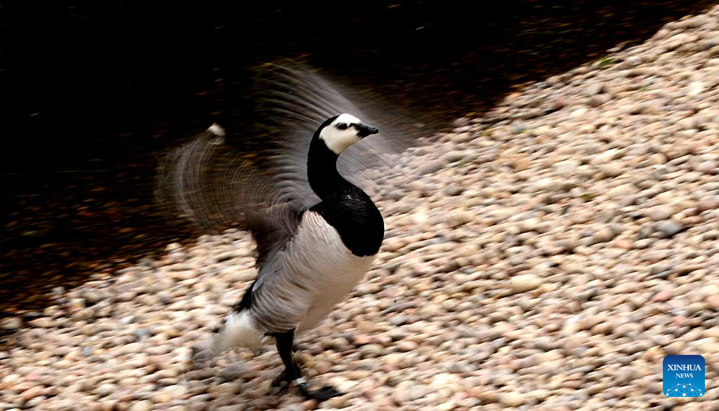 LensToLens: Wetlands guard bird species from plateau to urban landscape
