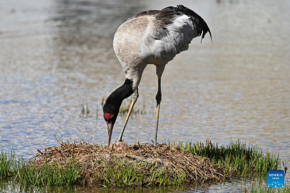 LensToLens: Wetlands guard bird species from plateau to urban landscape