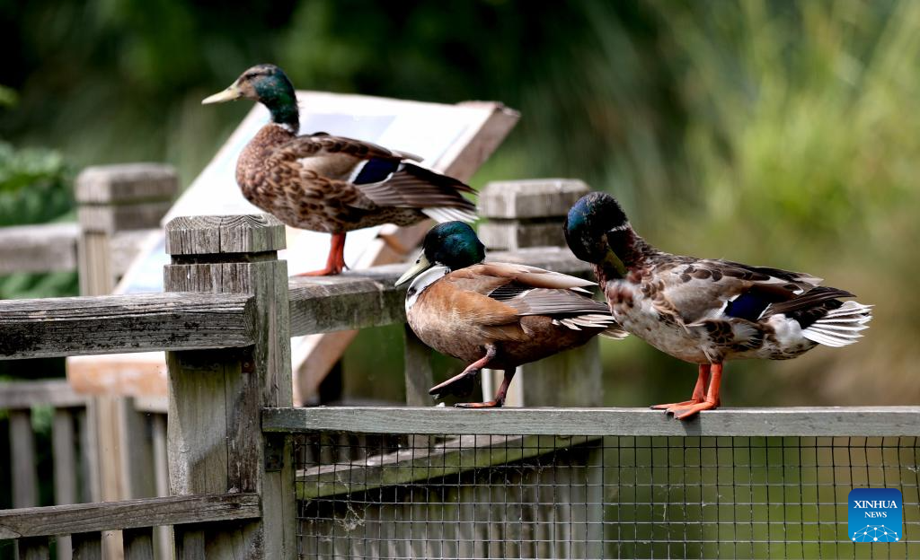 LensToLens: Wetlands guard bird species from plateau to urban landscape