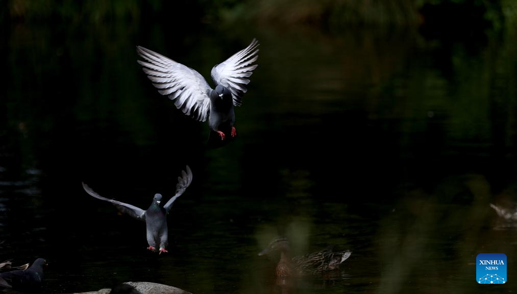 LensToLens: Wetlands guard bird species from plateau to urban landscape