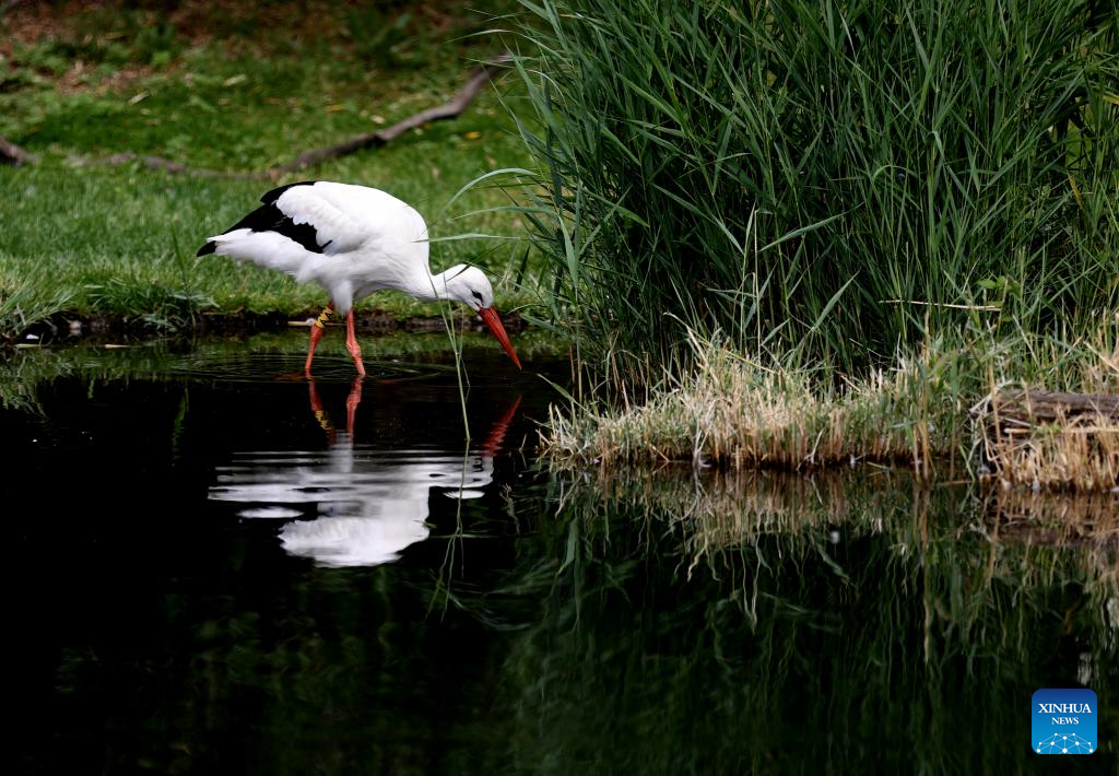 LensToLens: Wetlands guard bird species from plateau to urban landscape