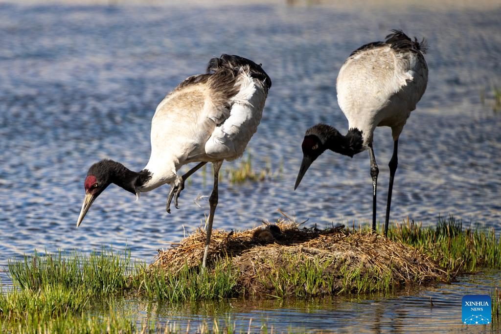 LensToLens: Wetlands guard bird species from plateau to urban landscape