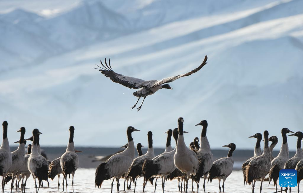 LensToLens: Wetlands guard bird species from plateau to urban landscape