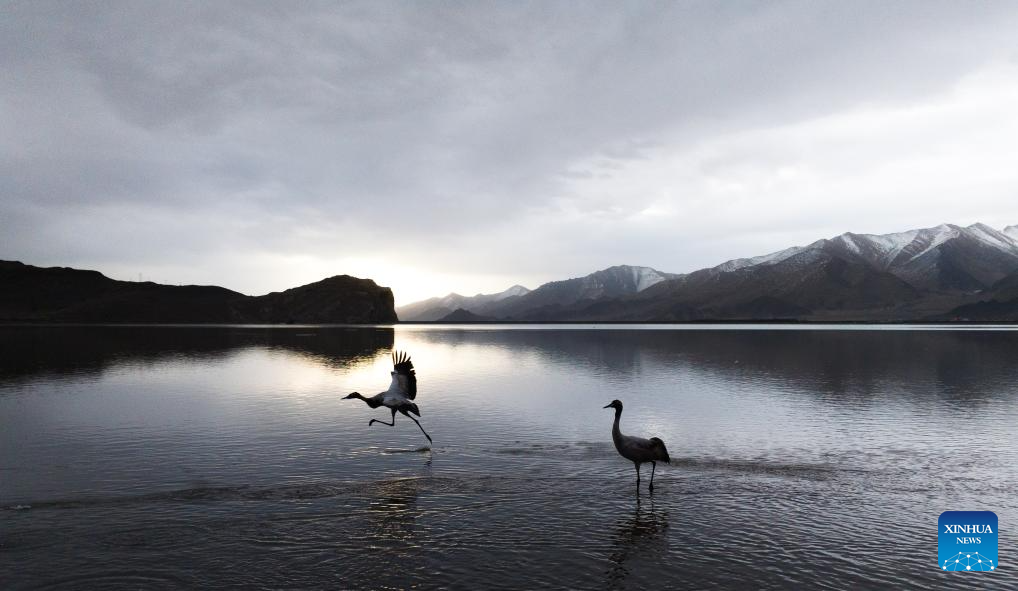 LensToLens: Wetlands guard bird species from plateau to urban landscape