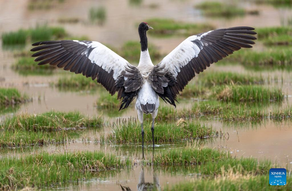 LensToLens: Wetlands guard bird species from plateau to urban landscape