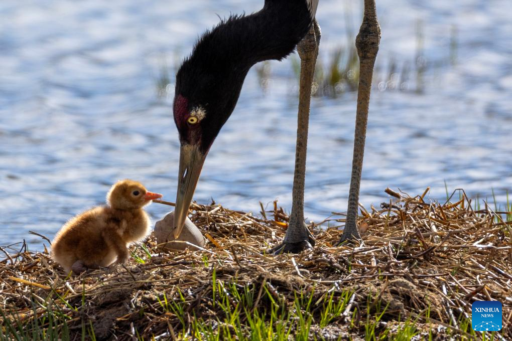 LensToLens: Wetlands guard bird species from plateau to urban landscape
