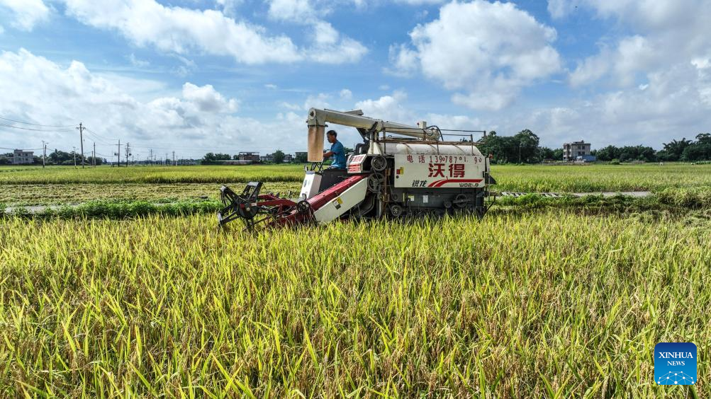 Early rice harvest in full swing in Qinzhou City, China's Guangxi