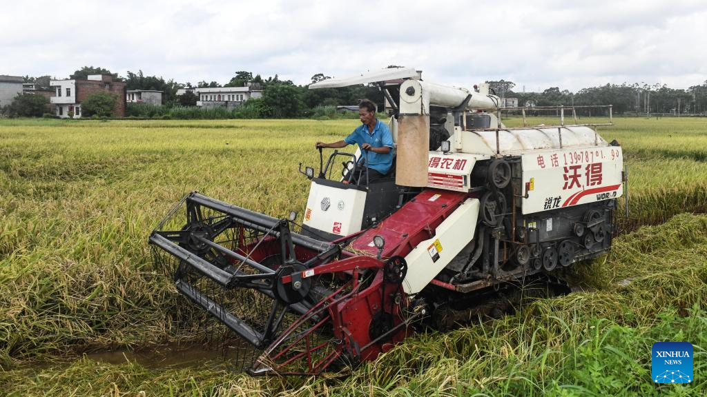 Early rice harvest in full swing in Qinzhou City, China's Guangxi