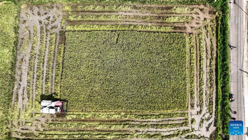 Early rice harvest in full swing in Qinzhou City, China's Guangxi