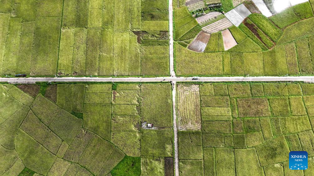 Early rice harvest in full swing in Qinzhou City, China's Guangxi