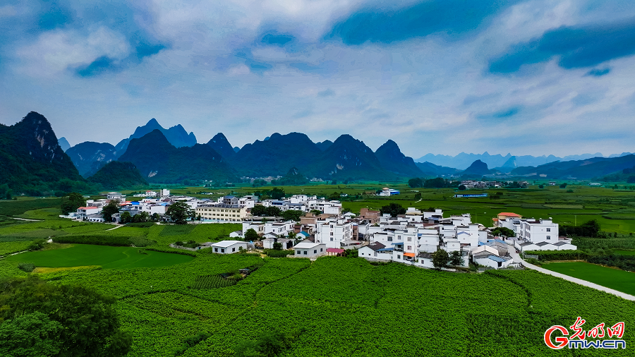 Sericulture industry brings prosperity to Yizhou, Guangxi
