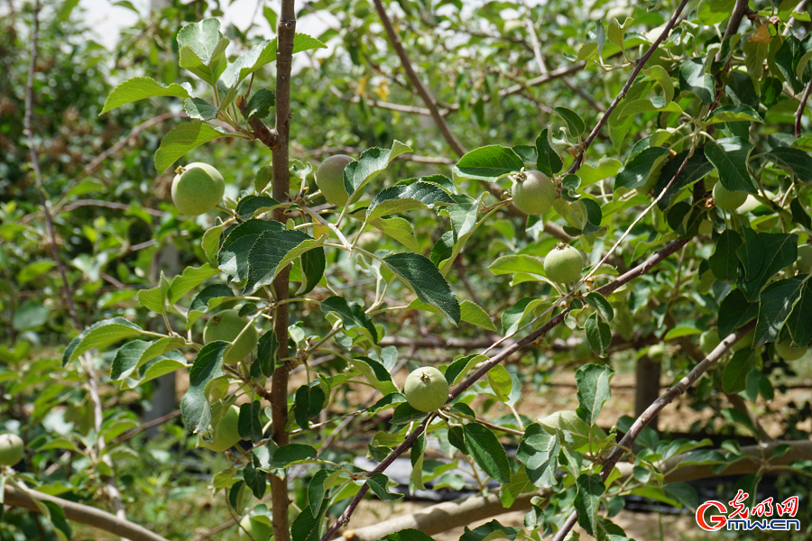 Apple farming drives rural revitalization in Nangou Village