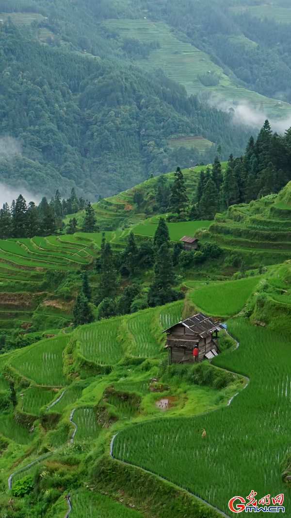 Jiabang terraces nurture sustainable 