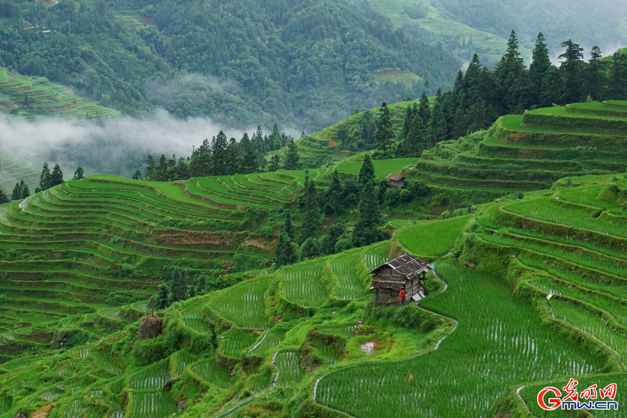Jiabang terraces nurture sustainable 