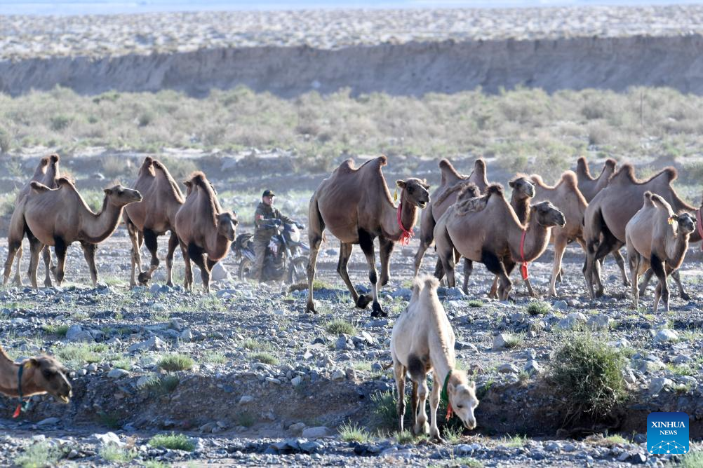 In pics: camels on summer migration journey in NW China's Gansu