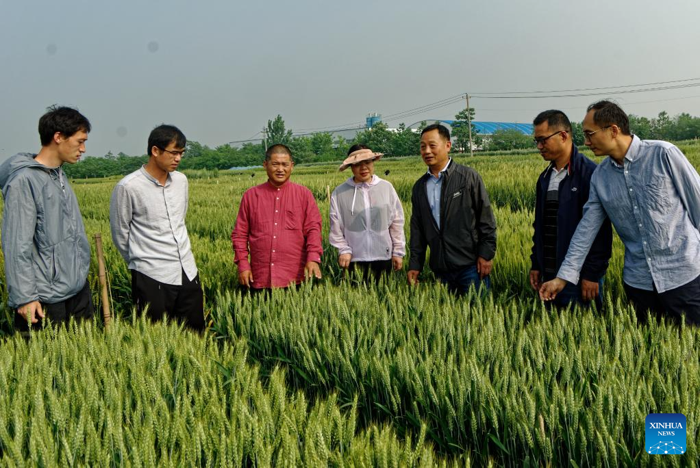 China Focus: Scientists map genetic resistance to wheat 