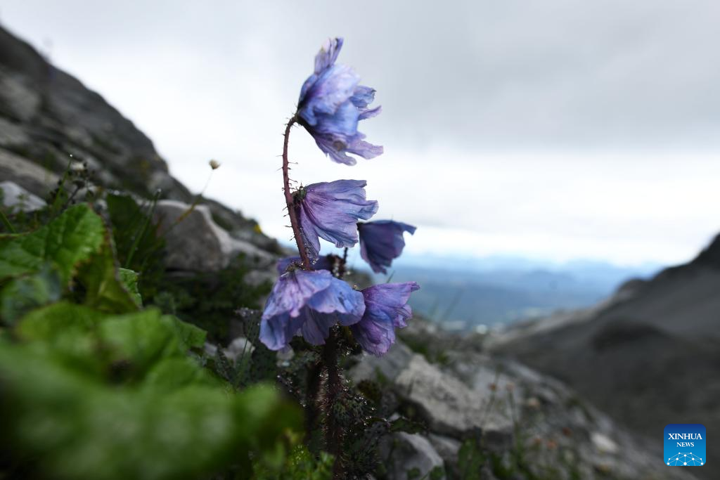 SW China's Yunnan nurtures a wealth of rare alpine plants