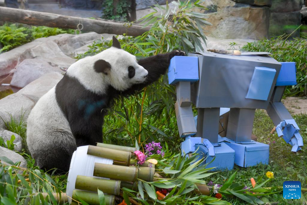 Giant panda Dingding's eighth birthday celebrated at Moscow Zoo