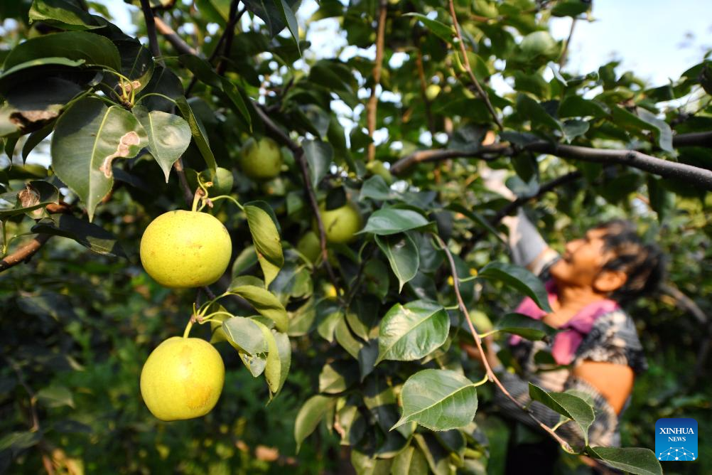 Pear orchards enter harvest season in Weixian County, China's Hebei