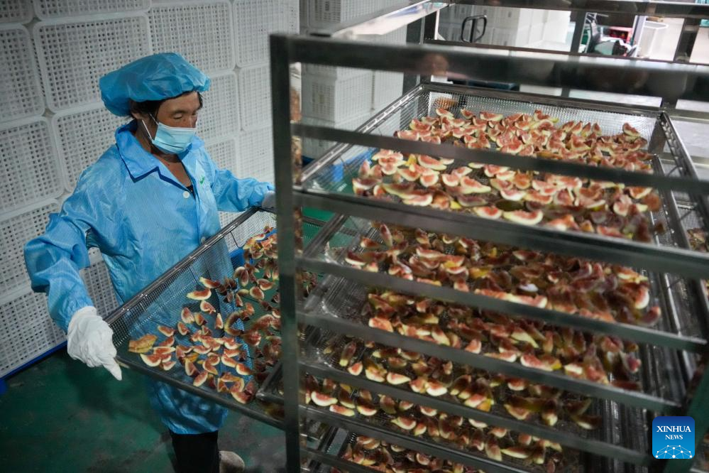 Figs enter harvest season in Xintai, China's Shandong