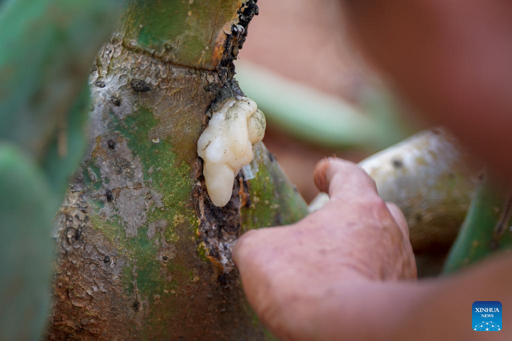 Cactus cultivation boosts rural development in SW China